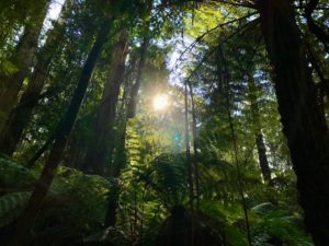 Cultura de Instagram Cómo la industria del fast fashion contribuye a la deforestación